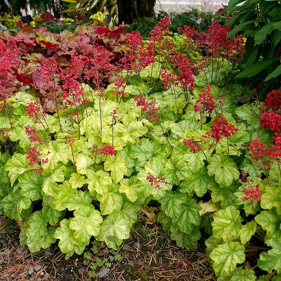 Heuchera 'Tokyo' Tűzeső