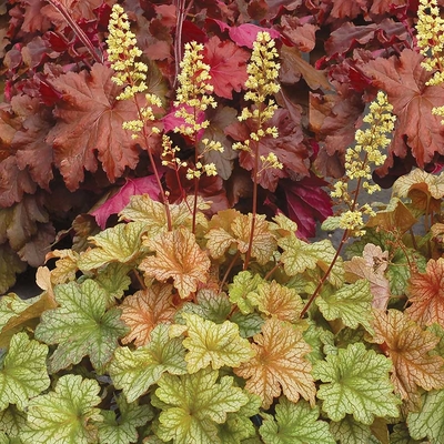 Heuchera 'Topaz Jazz' Tűzeső