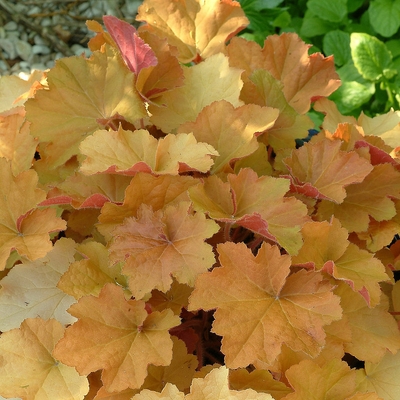 Heuchera villosa 'Caramel' Tűzeső