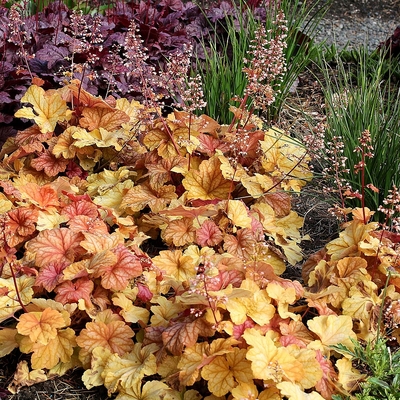 Heuchera villosa 'Champagne' Tűzeső