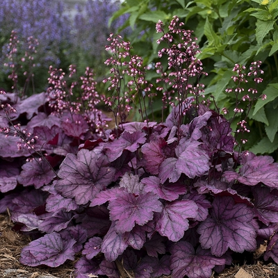 Heuchera 'Wild Rose' Tűzeső