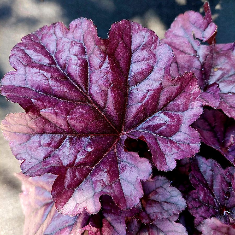 Heuchera 'Wildberry' Tűzeső