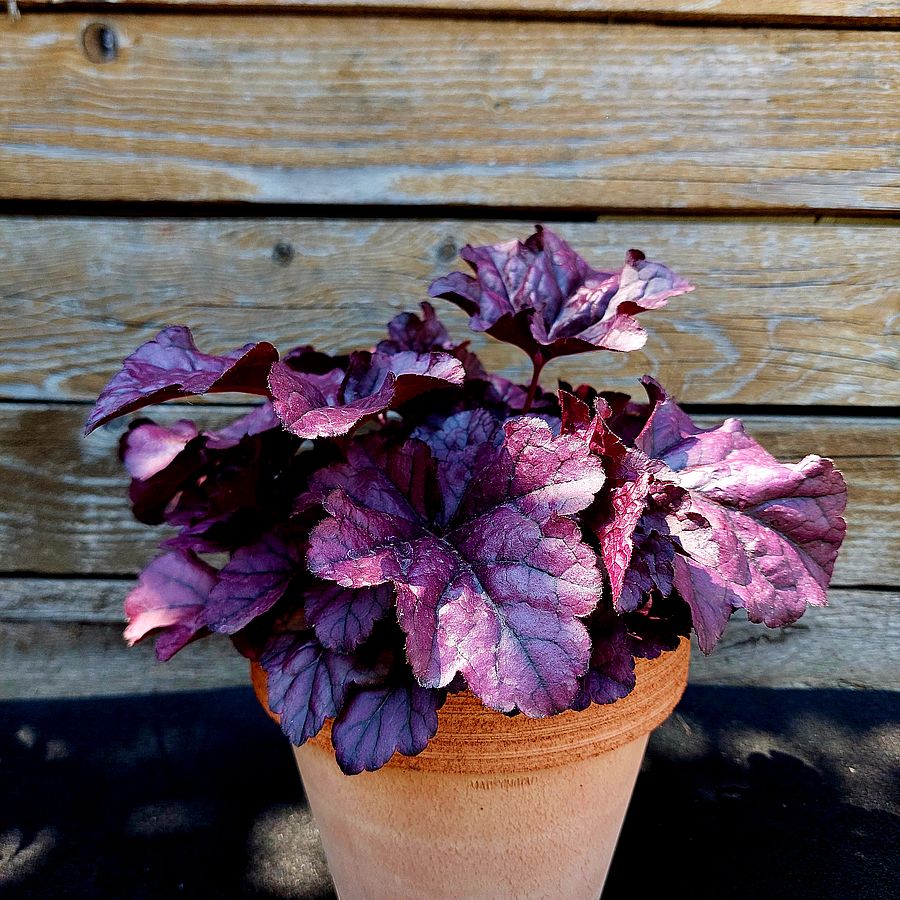 Tűzeső Heuchera 'Wildberry'
