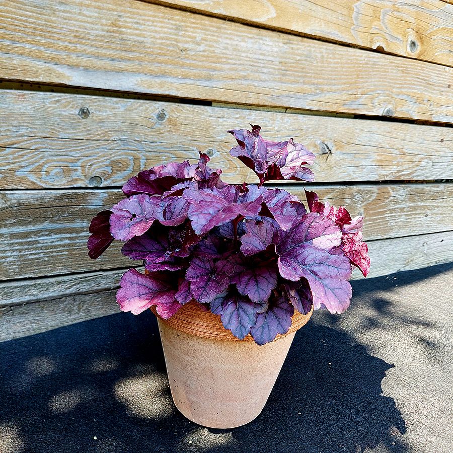 Tűzeső Heuchera 'Wildberry'