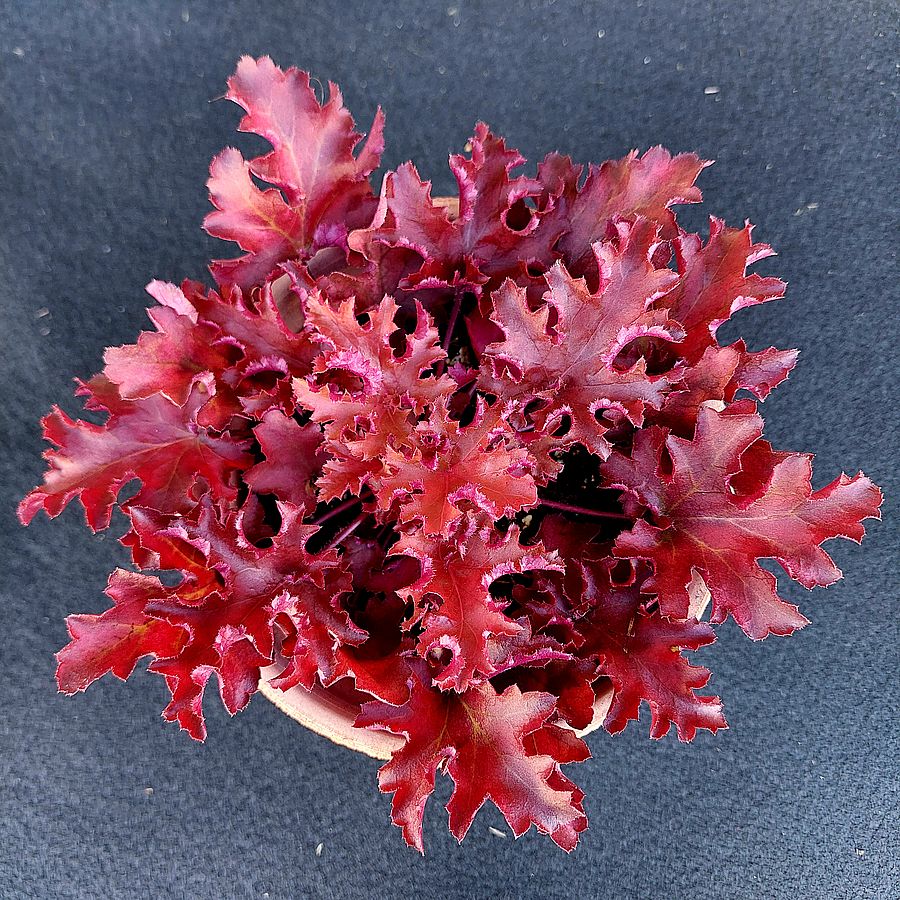 Heuchera 'Zipper' Tűzeső