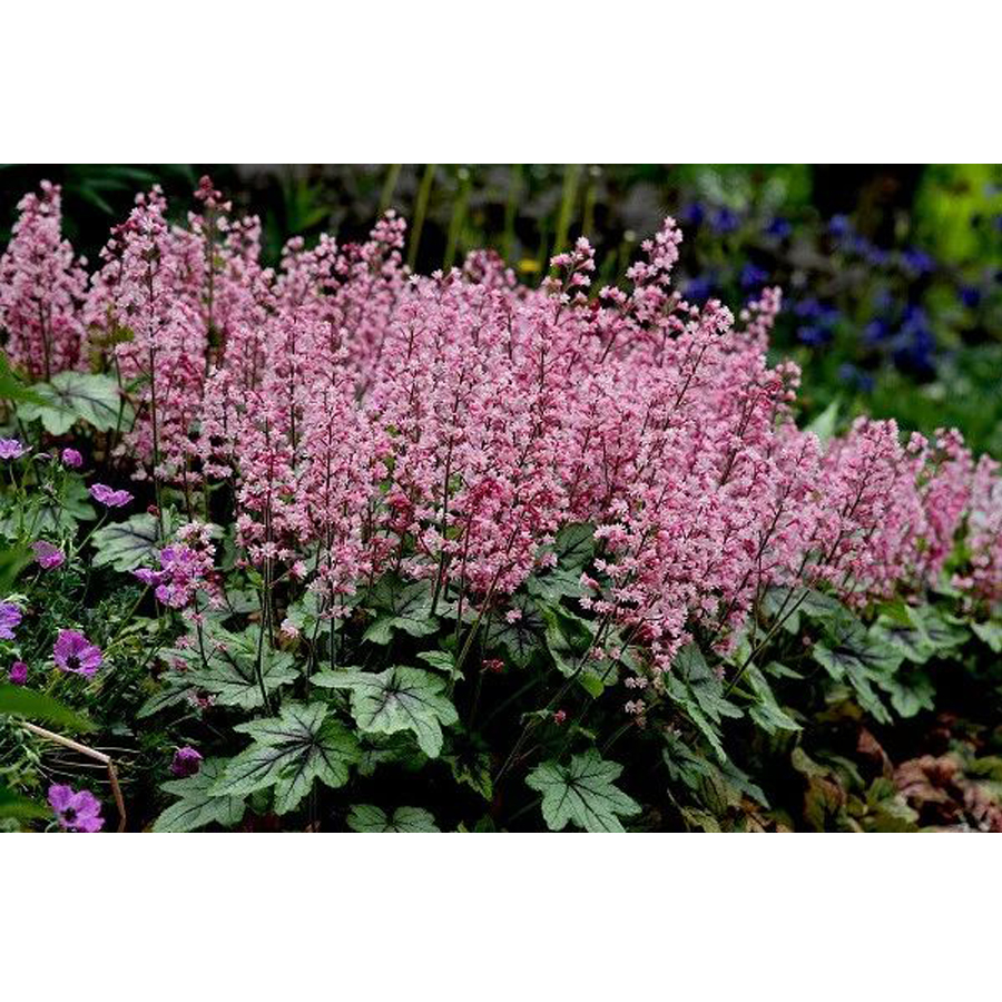 Heucherella 'Pink Revolution' Turbáncső