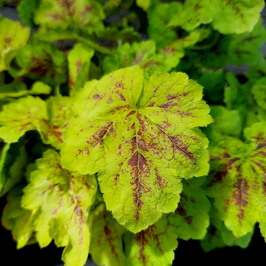 Heucherella 'Solar Power' Turb&aacute;ncső