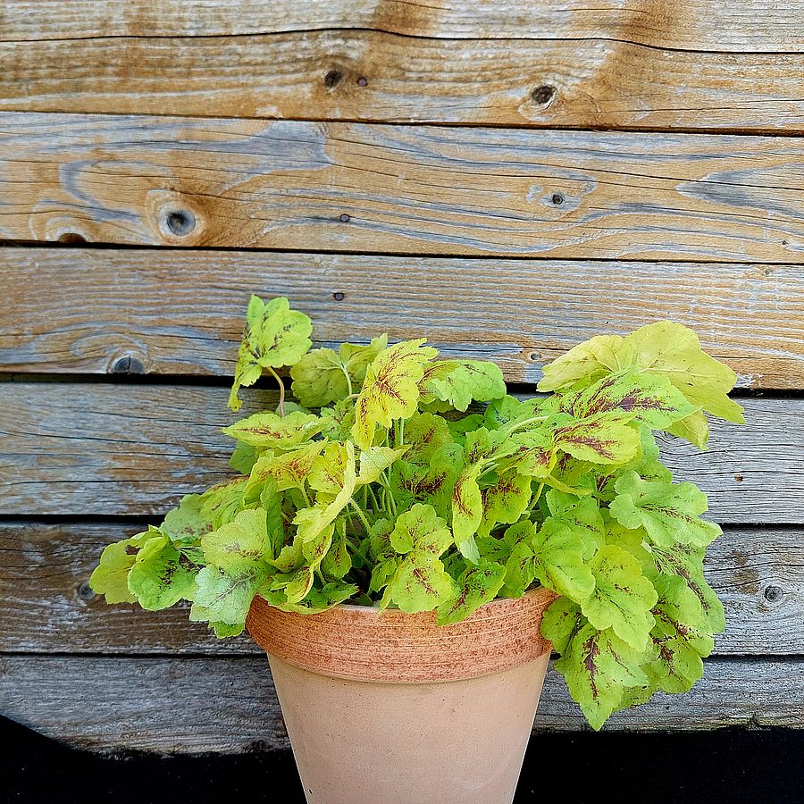 Turbáncső Heucherella 'Solar Power'