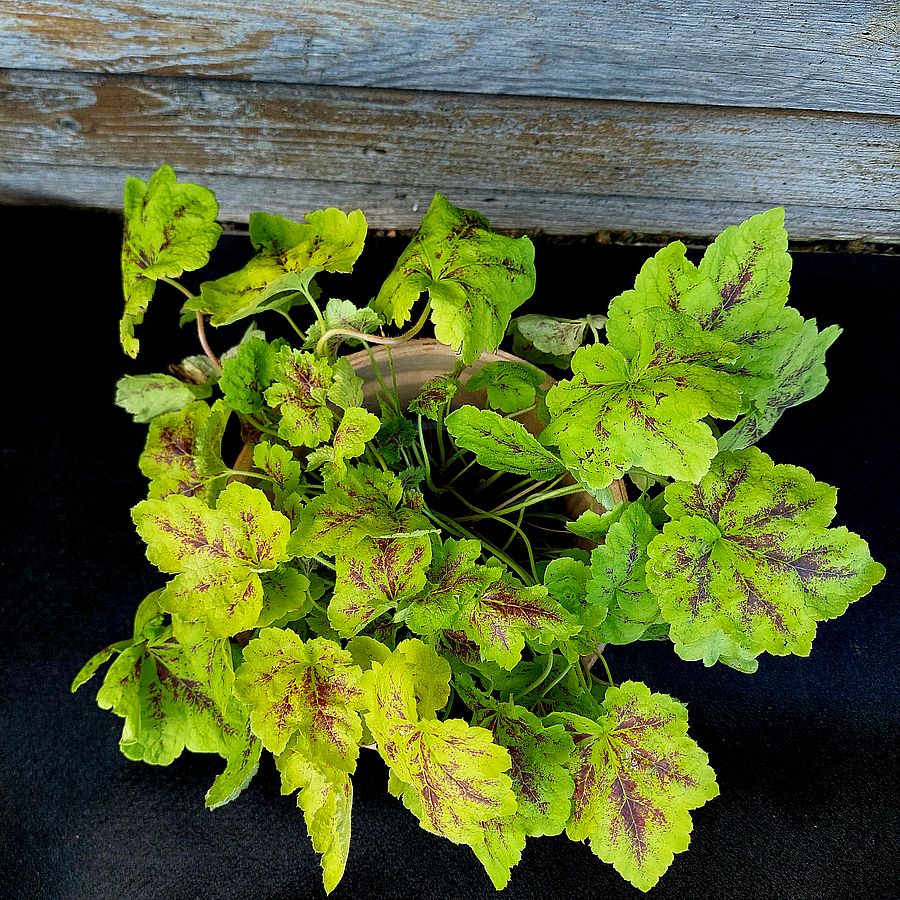 Turbáncső Heucherella 'Solar Power'