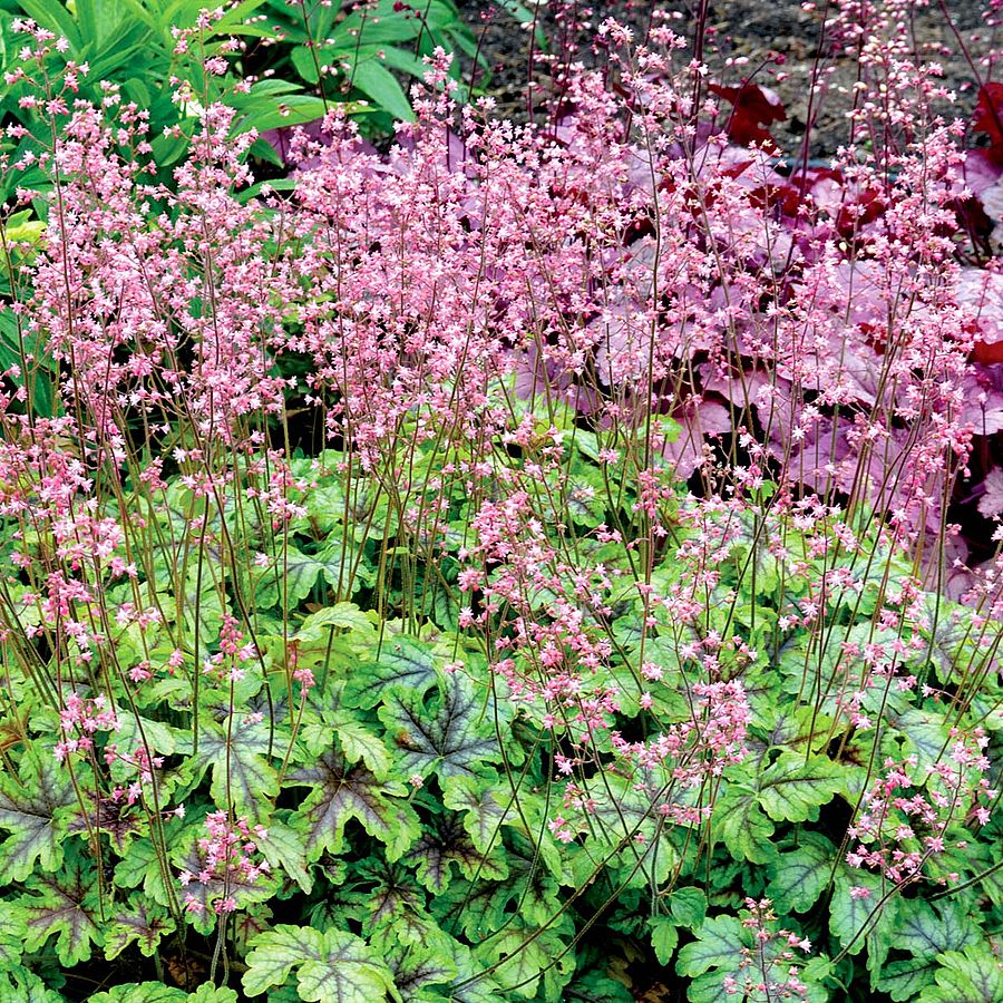 Heucherella 'Tapestry' Turbáncső