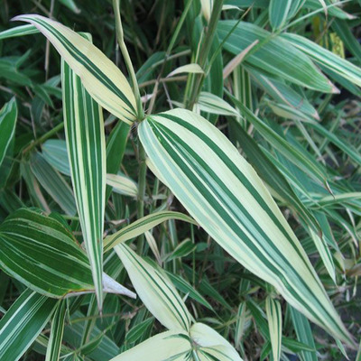 Hibanobambusa tranquillans 'Shiroshima' Shiroshima bambusz