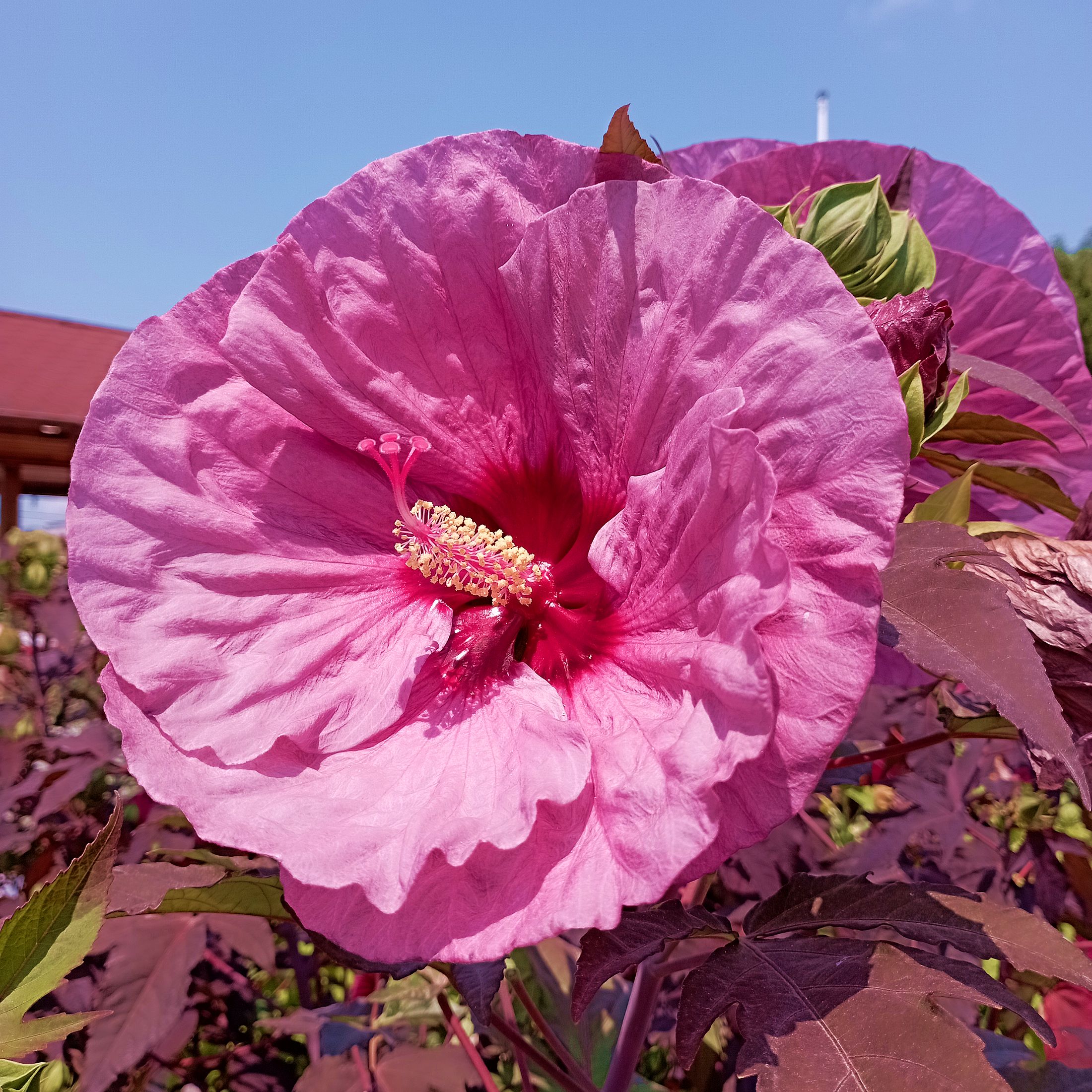 Mocsári hibiszkusz fajták Hibiscus moscheutos mix