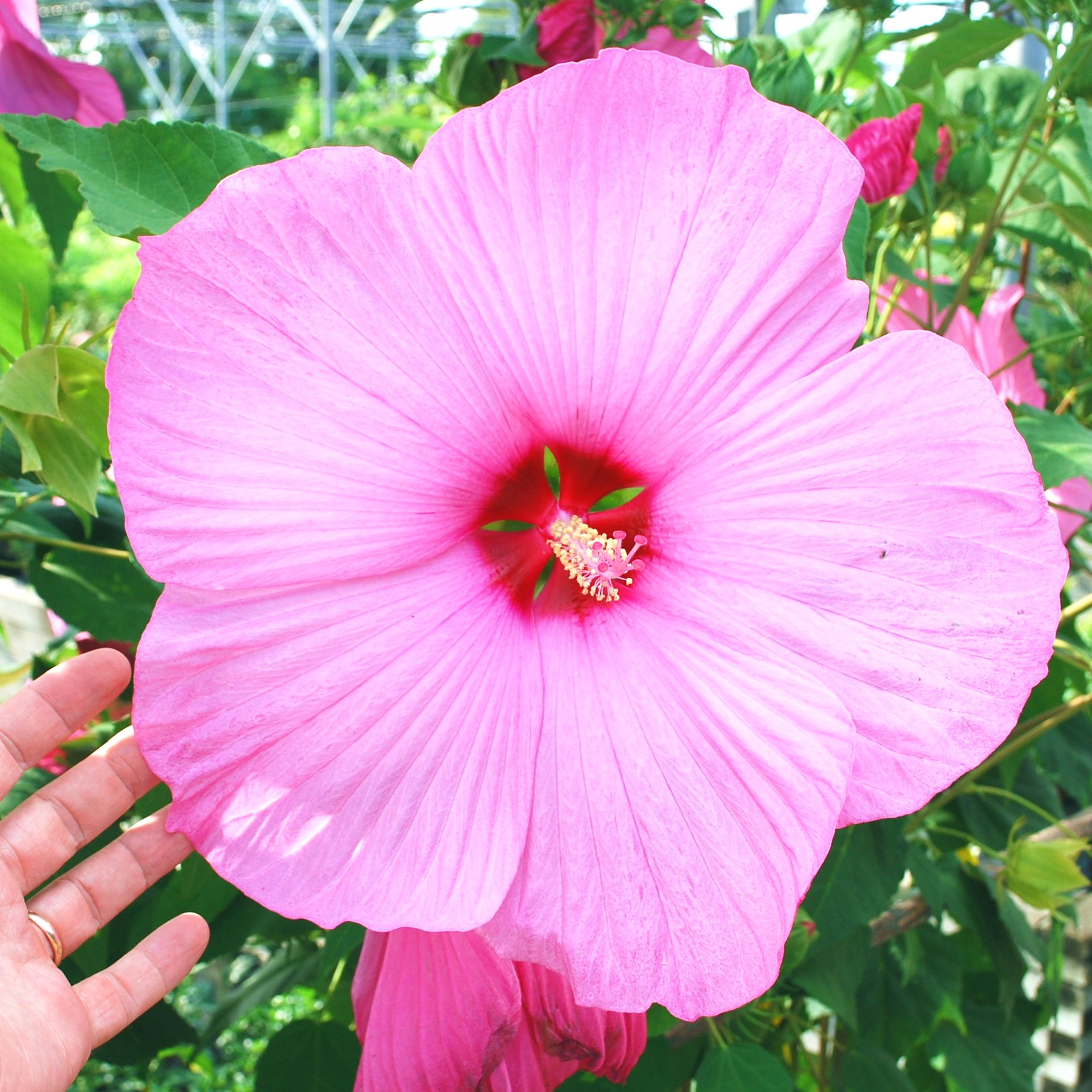 Mocsári hibiszkusz fajták Hibiscus moscheutos mix