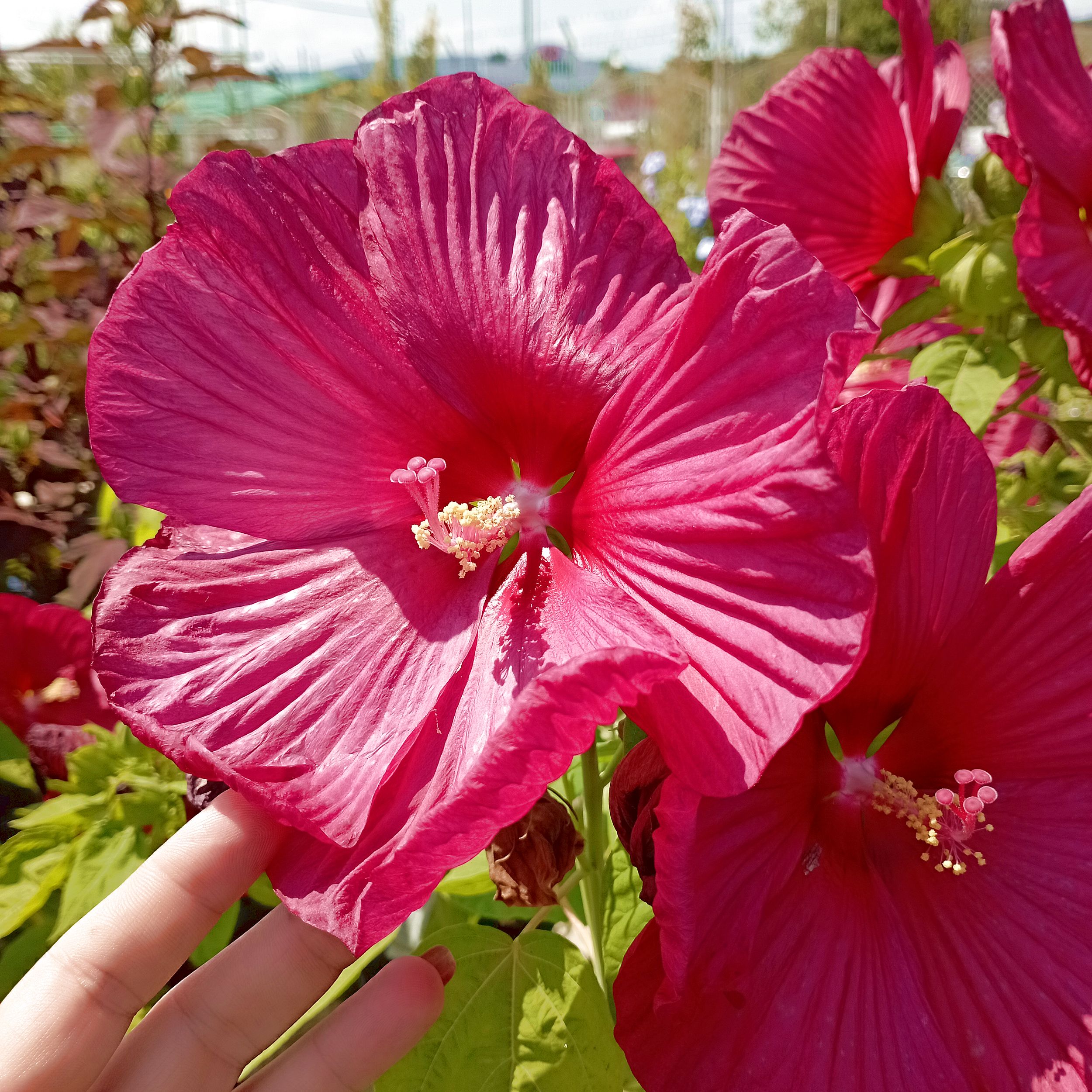 Mocsári hibiszkusz fajták Hibiscus moscheutos mix