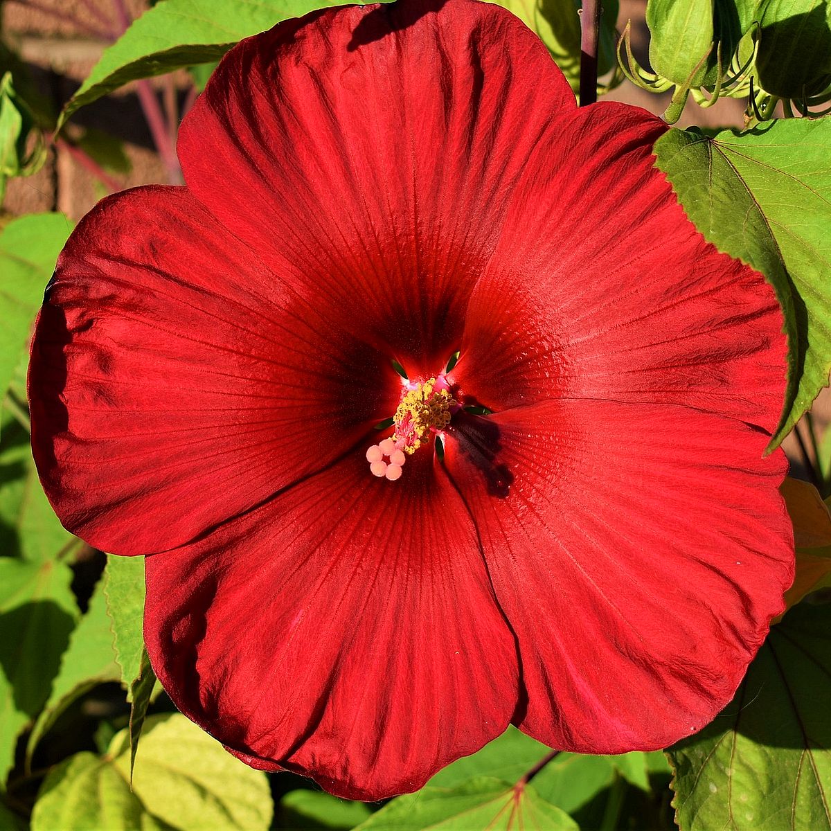 Mocsári hibiszkusz fajták Hibiscus moscheutos mix