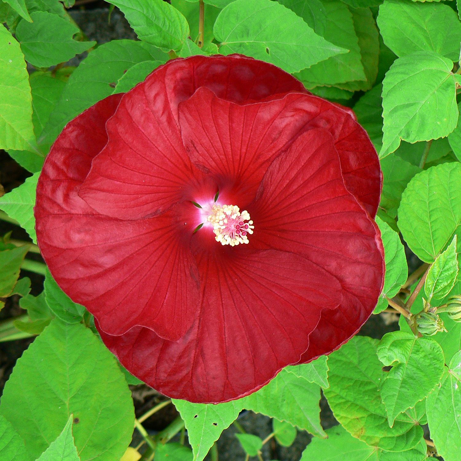 Mocsári hibiszkusz fajták Hibiscus moscheutos mix