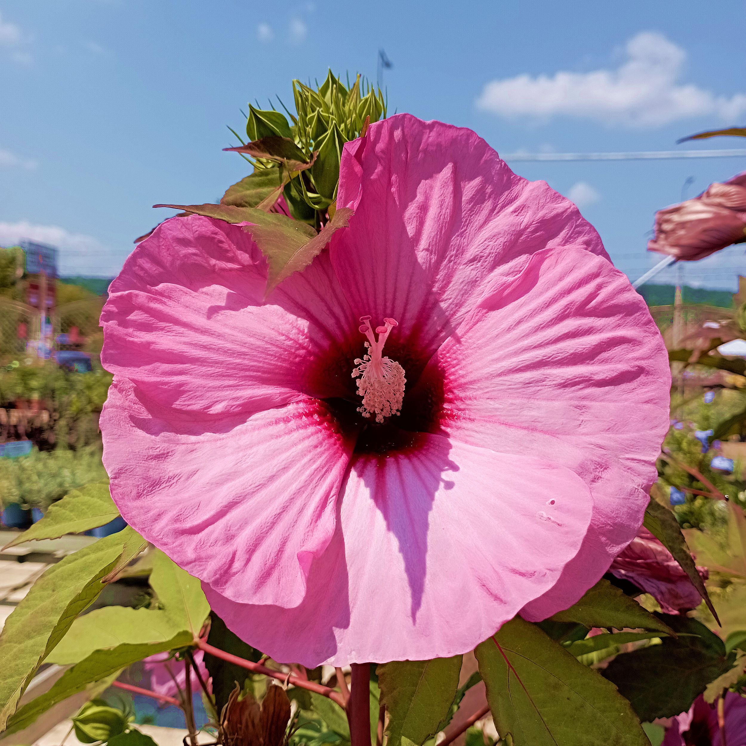 Mocsári hibiszkusz fajták Hibiscus moscheutos mix