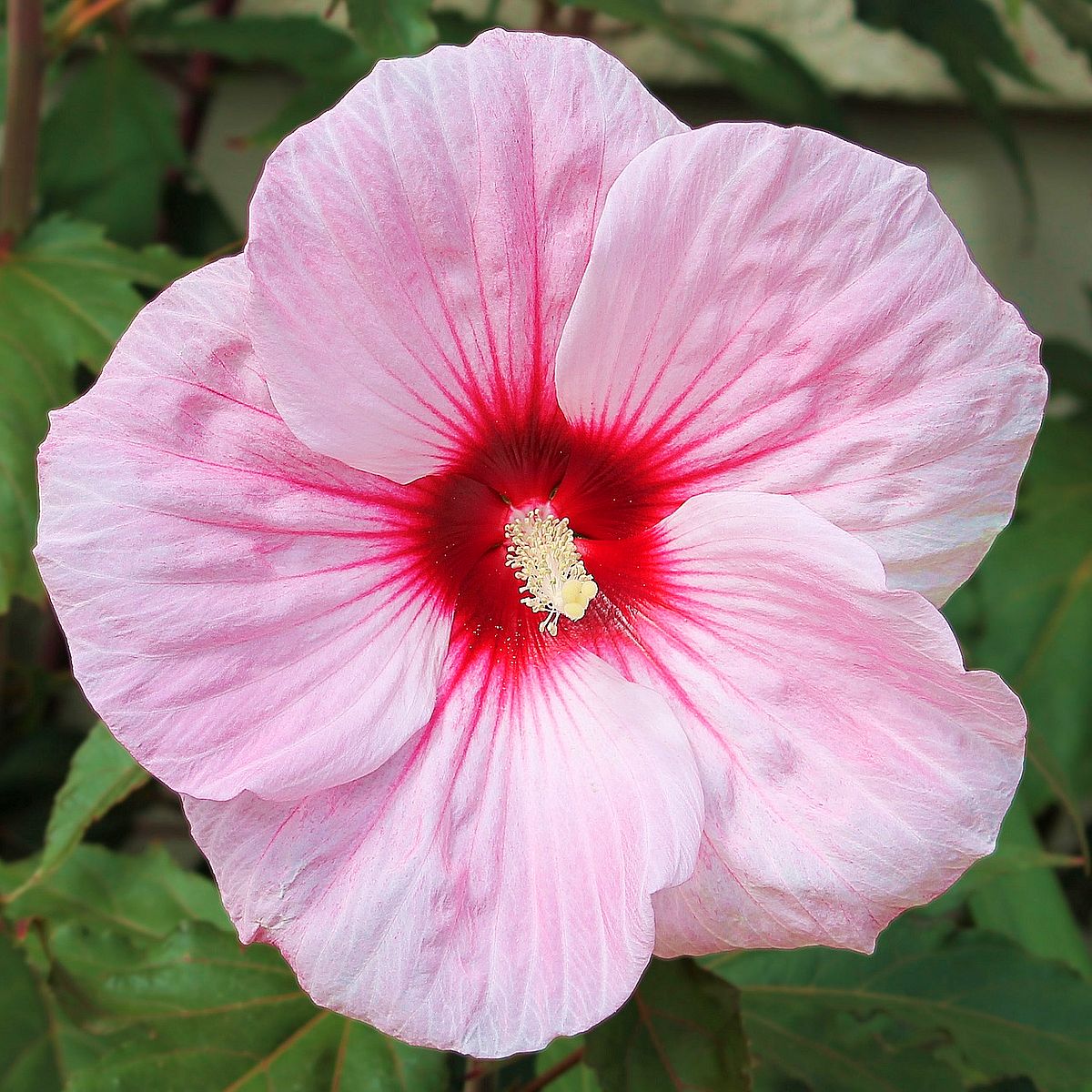 Mocsári hibiszkusz fajták Hibiscus moscheutos mix