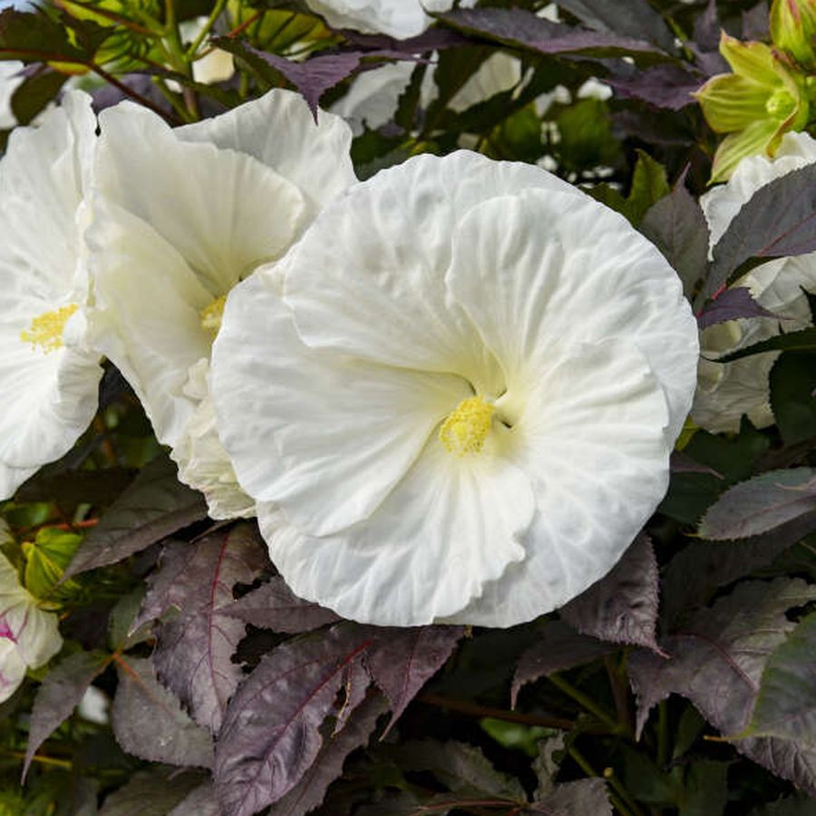 Hibiscus moscheutos 'Summerific Cookies and Cream' Mocs&aacute;ri hibiszkusz