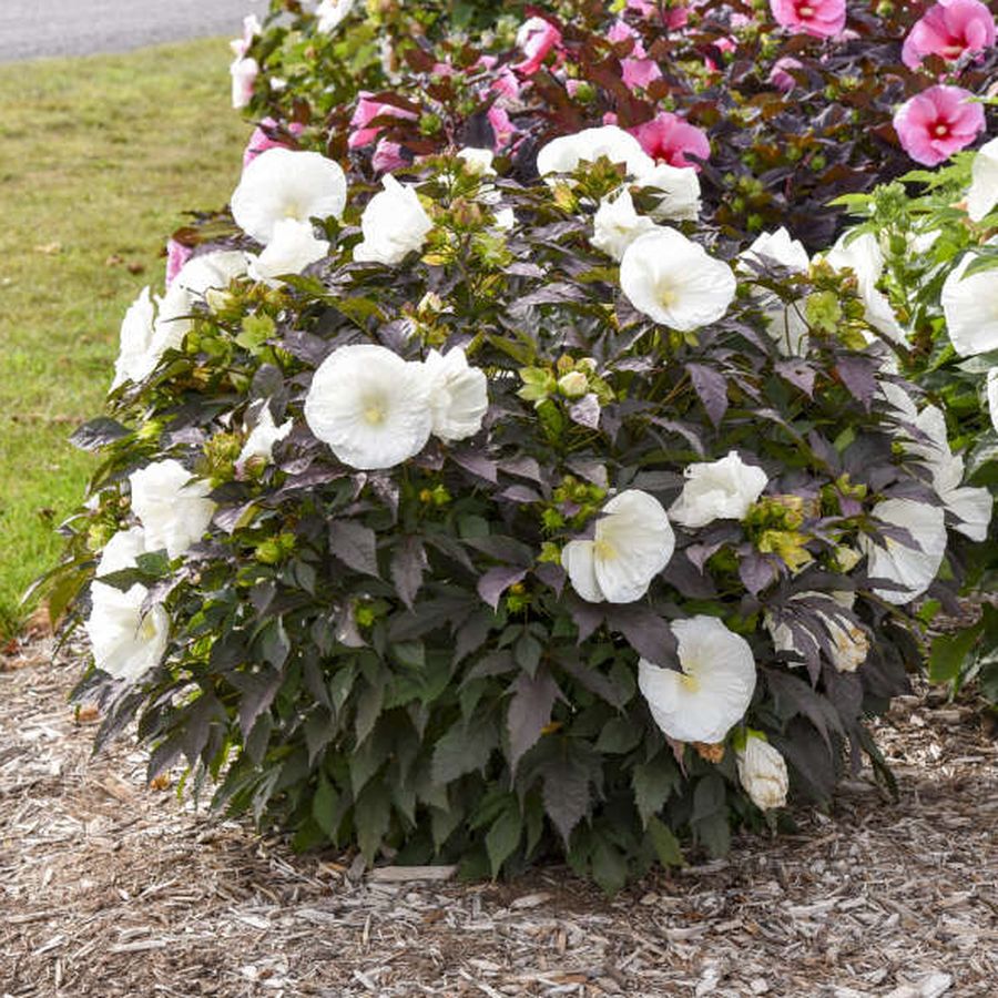 Mocs&aacute;ri hibiszkusz Hibiscus moscheutos 'Summerific Cookies and Cream'