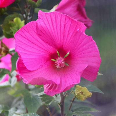 Hibiscus moscheutos mix Mocsári hibiszkusz fajták