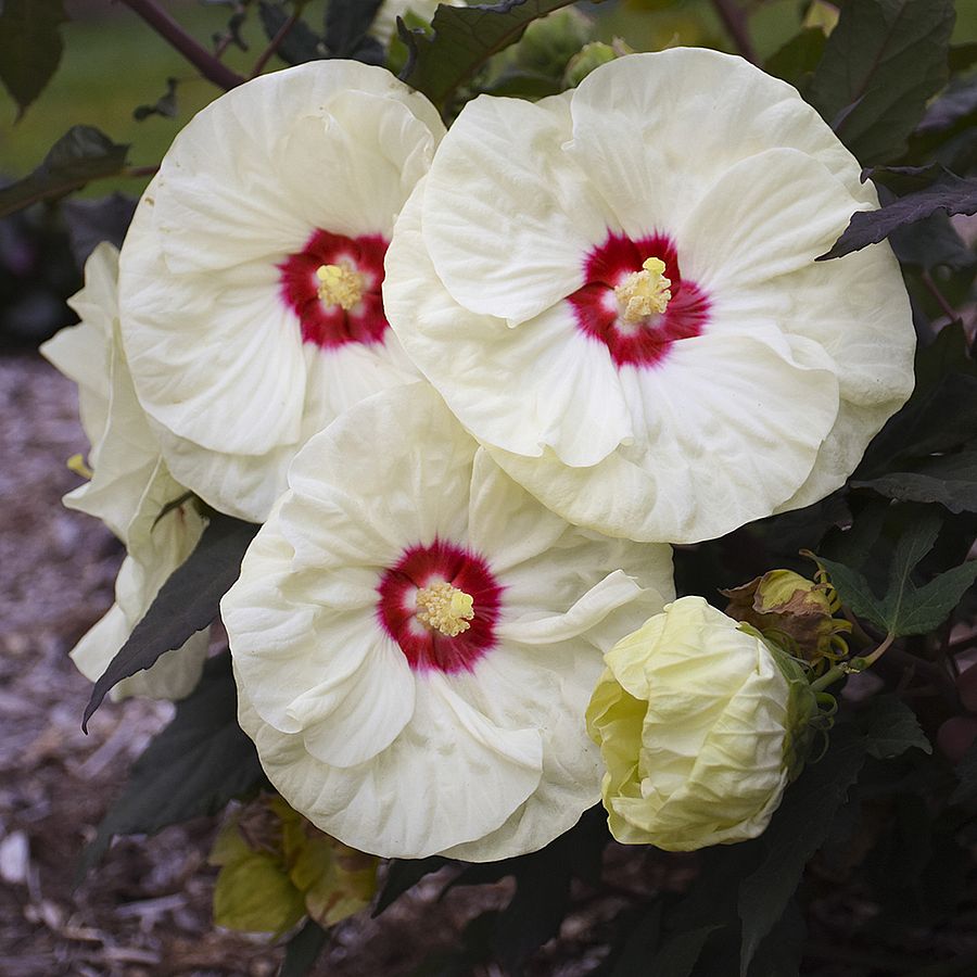 Hibiscus moscheutos 'French Vanilla' Mocsári hibiszkusz