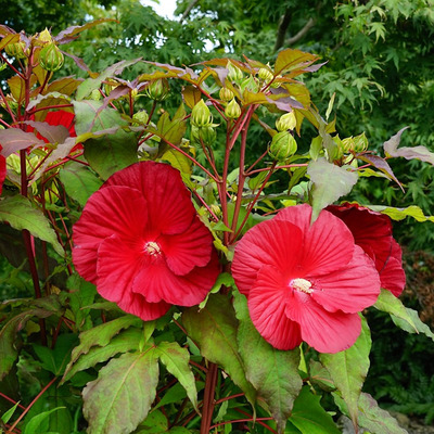 Hibiscus moscheutos 'Summerific My Valentine' Mocsári hibiszkusz