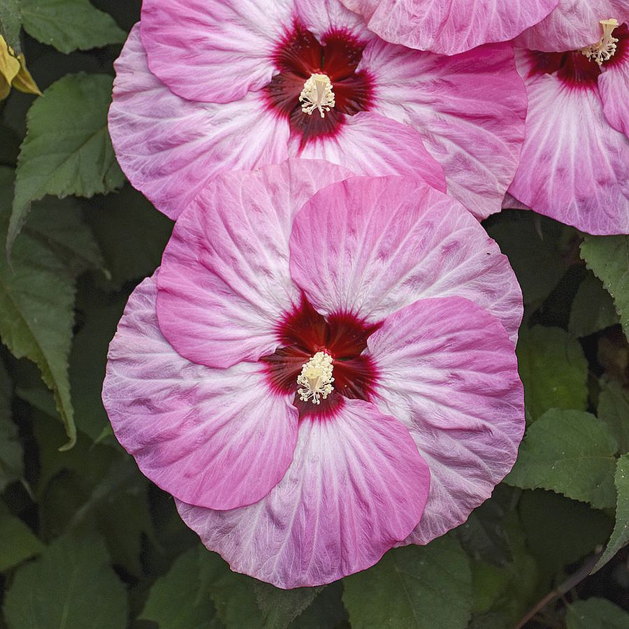 Hibiscus moscheutos 'Summerfitic Spinderella' Mocs&aacute;ri hibiszkusz