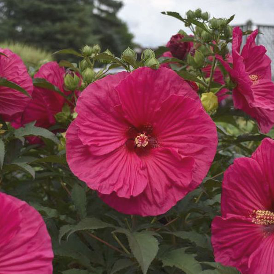 Hibiscus moscheutos 'Summerfitic Summer in Paradise' Mocs&aacute;ri hibiszkusz