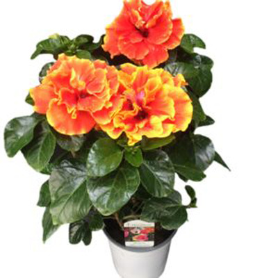 Hibiscus rosa-sinensis Adonicus mix Hibiszkusz/jap&aacute;n r&oacute;zsa