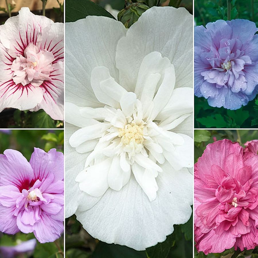 Hibiscus syriacus 'Chiffon' mix Mályvacserje fajták