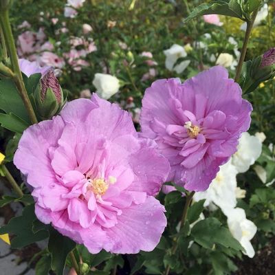 Hibiscus syriacus 'Lavander Chiffon' M&aacute;lyvacserje