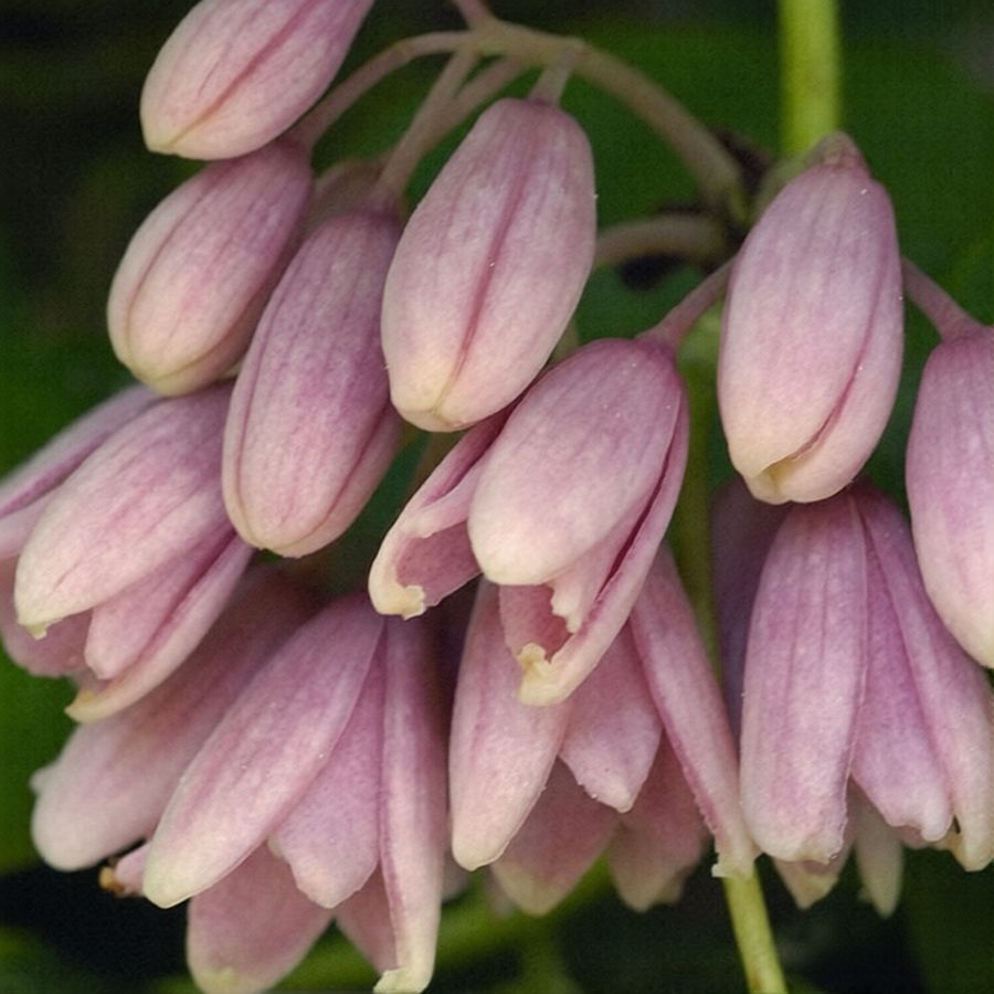 Holboellia latifolia Himal&aacute;jai holboellia