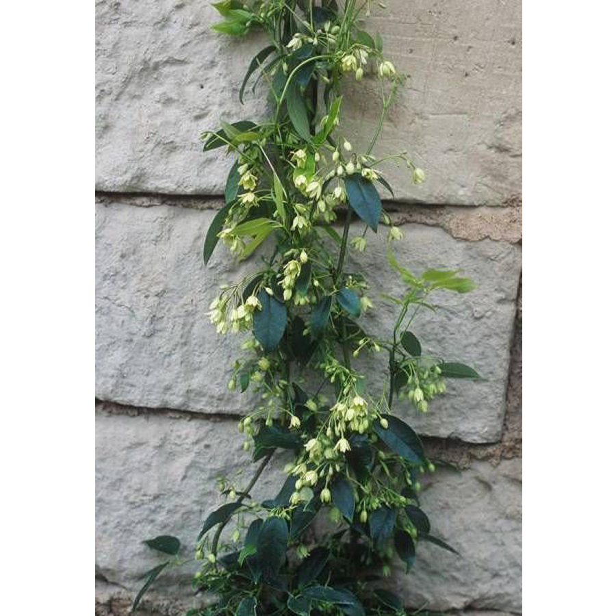 Himal&aacute;jai holboellia Holboellia latifolia