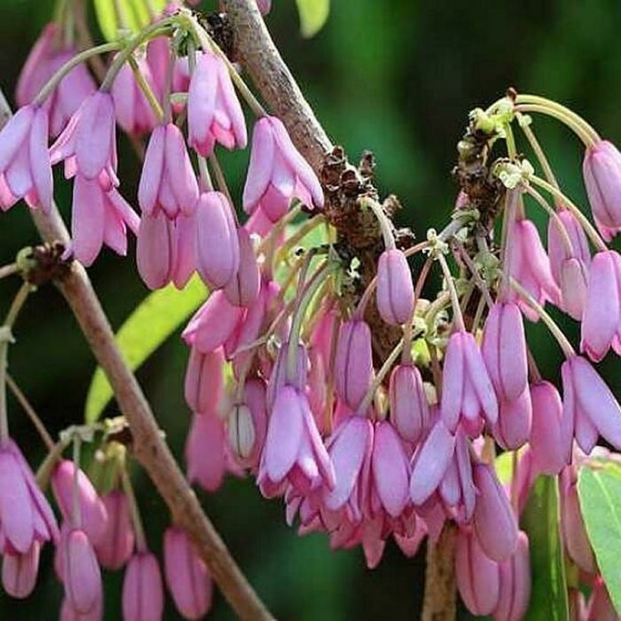 Himal&aacute;jai holboellia Holboellia latifolia