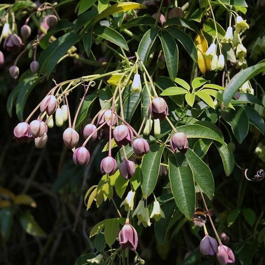 Himal&aacute;jai holboellia Holboellia latifolia