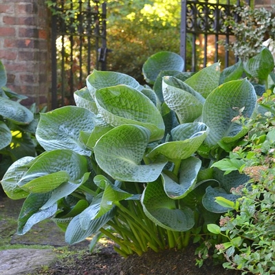 Hosta 'Abiqua Drinking Gourd' Árnyékliliom