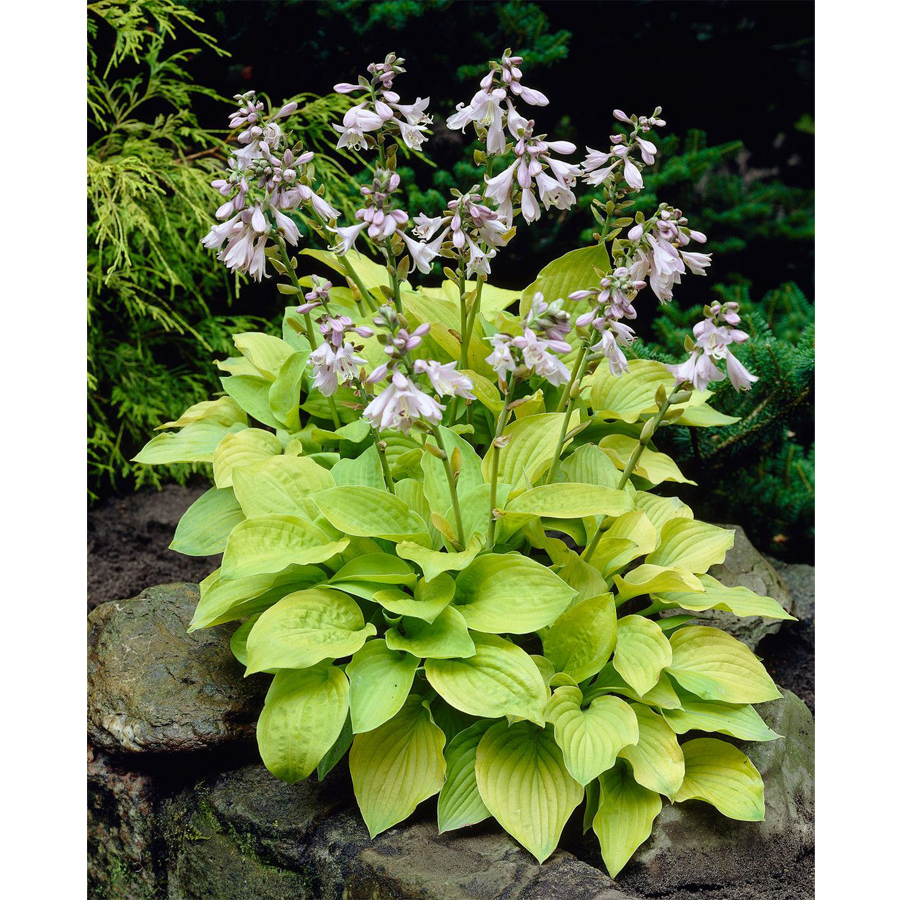 Hosta 'August Moon' Árnyékliliom