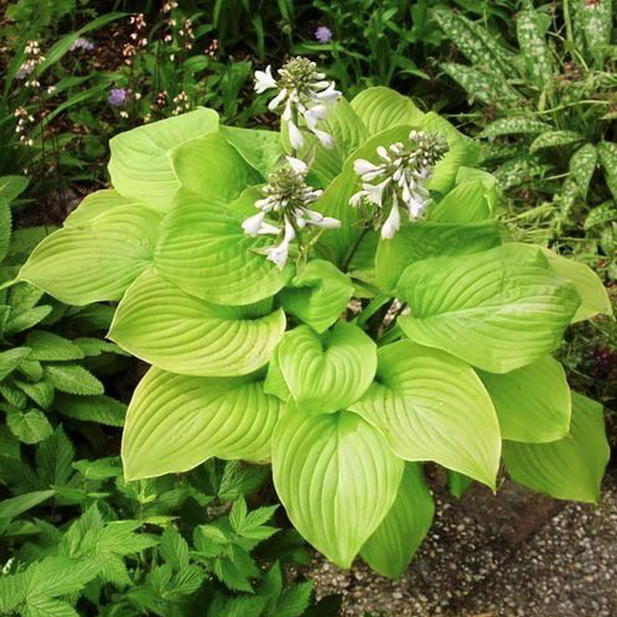 Hosta 'Banana Kid' &Aacute;rny&eacute;kliliom