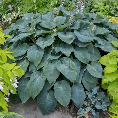 Hosta 'Blue Angel' Árnyékliliom