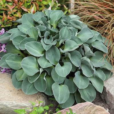 Hosta 'Blue Mouse Ears' Árnyékliliom