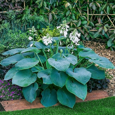 Hosta 'Bressingham Blue' Árnyékliliom