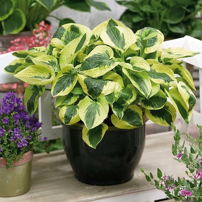 Hosta 'Brim Cup' Árnyékliliom