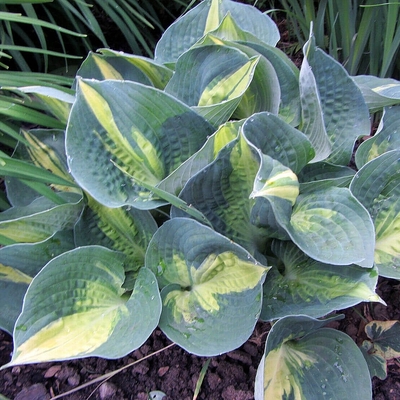 Hosta 'Dream Queen' &Aacute;rny&eacute;kliliom