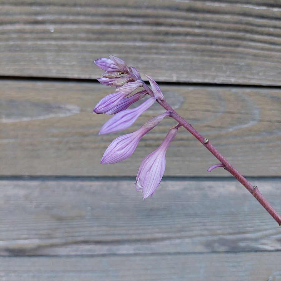 Árnyékliliom Hosta 'Fire Island'