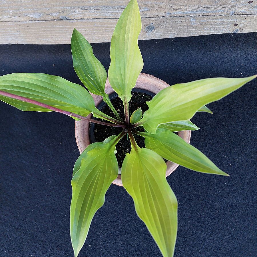 Árnyékliliom Hosta 'Fire Island'