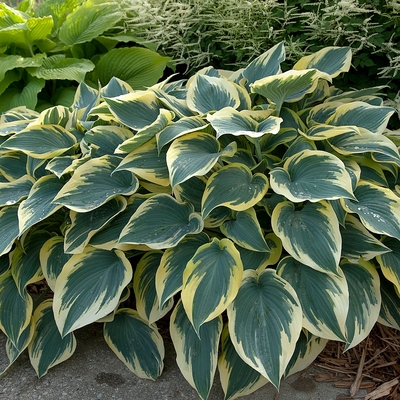 Hosta 'First Frost' Árnyékliliom