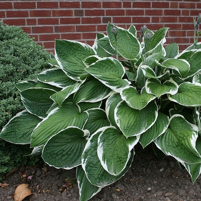 Hosta fortunei 'Francee' Árnyékliliom