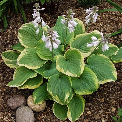 Hosta 'Fragrant Bouquet' &Aacute;rny&eacute;kliliom