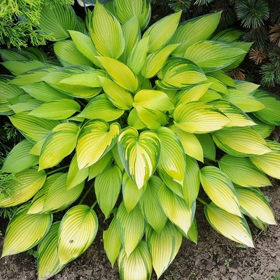 Hosta 'June' Árnyékliliom